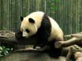 Mäng Panda Pusle Internetis