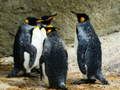 Mäng Kuningas Pingviin Pusle Internetis