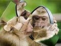 Mäng Šimpansi Mosaiik Internetis