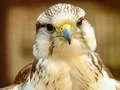 Mäng Gyrfalcon Pusle Internetis