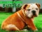 Mäng Bulldogi Kutsika Pusle Internetis