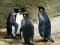 Mäng Kuningas Pingviin Pusle Internetis