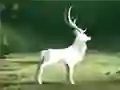 MĂ€ng Puhasta Viimane Mets Internetis MĂ€ng Puhasta Viimane Mets Internetis