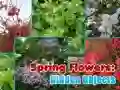 MĂ€ng Kevad Lilled: Peidetud Esemed Internetis MĂ€ng Kevad Lilled: Peidetud Esemed Internetis