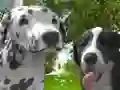 MĂ€ng Koera simulaator 3D Internetis MĂ€ng Koera simulaator 3D Internetis