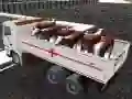 MĂ€ng Koduloomade transport veoautoga Internetis MĂ€ng Koduloomade transport veoautoga Internetis