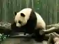 MĂ€ng Panda Pusle Internetis MĂ€ng Panda Pusle Internetis