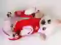 MĂ€ng Armastav Puugli Liug Internetis MĂ€ng Armastav Puugli Liug Internetis