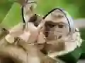 MĂ€ng Ć impansi Mosaiik Internetis MĂ€ng Ć impansi Mosaiik Internetis