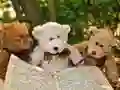 MĂ€ng Kallistus Kolm Teddy Pusle Internetis MĂ€ng Kallistus Kolm Teddy Pusle Internetis