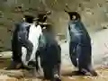 MĂ€ng Kuningas Pingviin Pusle Internetis MĂ€ng Kuningas Pingviin Pusle Internetis