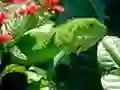 Mäng Looduslik Iguana Internetis
