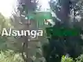 Mäng Tagasi Alsunga metsa Internetis