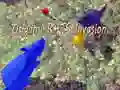 MĂ€ng Origami Rotte Sissetung Internetis MĂ€ng Origami Rotte Sissetung Internetis