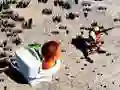 MĂ€ng TopDown Skibidi Tualettrahv Internetis MĂ€ng TopDown Skibidi Tualettrahv Internetis