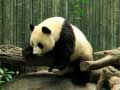 Mäng Panda Pusle Internetis