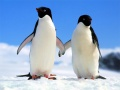 Mäng Pingviini Pusle Internetis